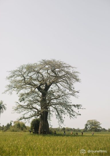 Baobab en África
