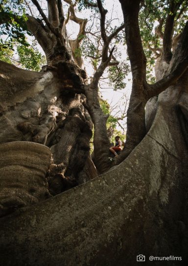 árbol sagrado en Abene