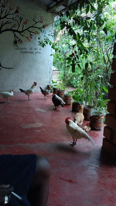 Gallinas en libertad